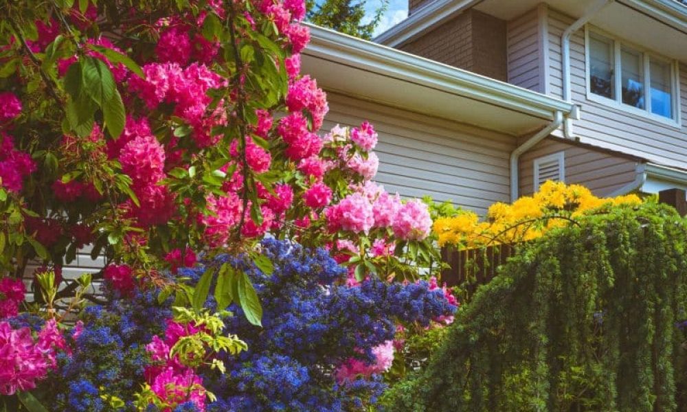 Best Plants for Wet Areas in Your Yard - blog