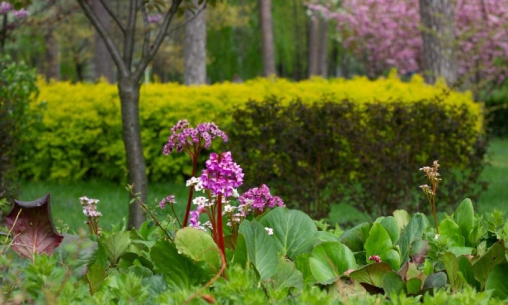 Fill Delivery for Garden Beds_ Ensuring Healthy Soil for Your Plants - blog
